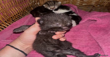 Mixed Breed cats - Advert 6