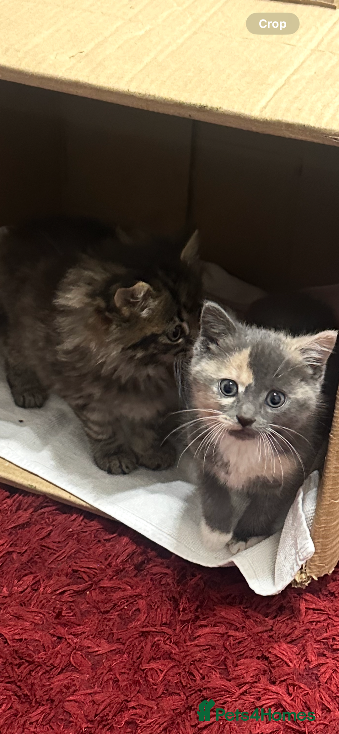 Mixed Breed cats for sale: Kitten for sale  in Slough - Image 2