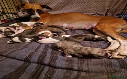 Whippet dogs for sale: Gorgeous whippet puppies - Advert 5
