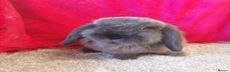 Mini Lop rabbits for sale: Minilop babys bucks & does  - Advert 2