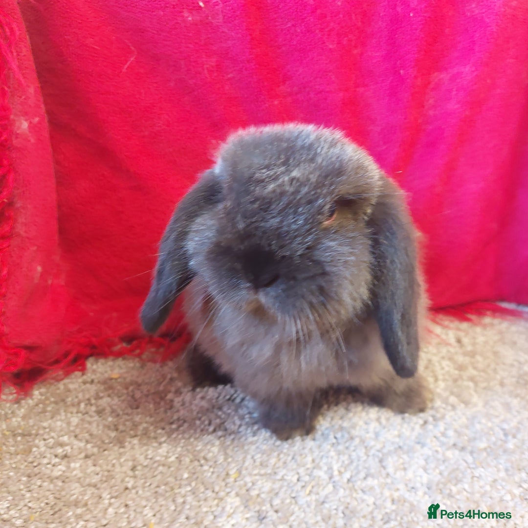 Mini Lop rabbits for sale: Minilop babys bucks & does  - Advert 2