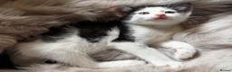 Mixed Breed cats for sale: 3 x Black & white kittens, 1 x boy, 2 x girl in Port Talbot - Advert 32