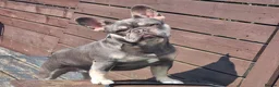 French Bulldog dogs for sale: French bulldog - Advert 1