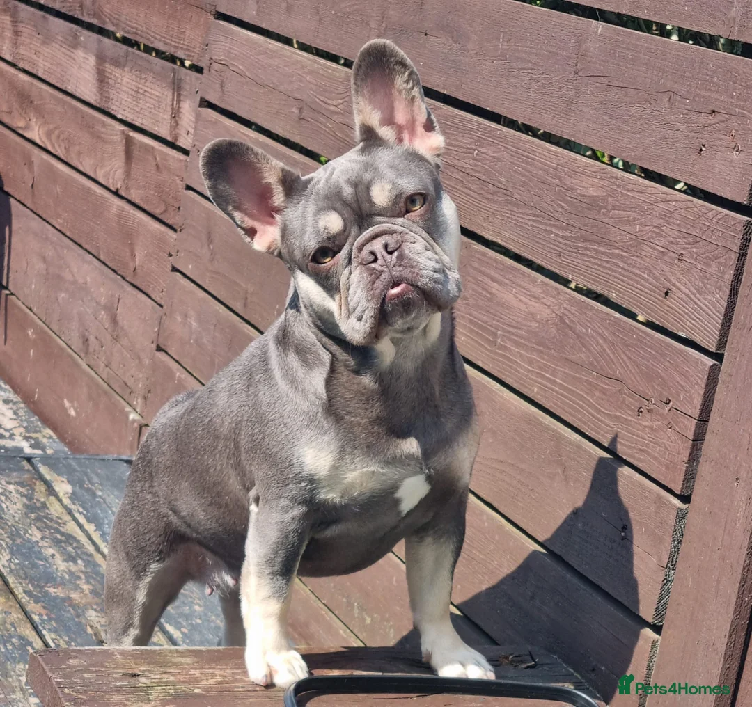 French Bulldog dogs for sale: French bulldog - Advert 1