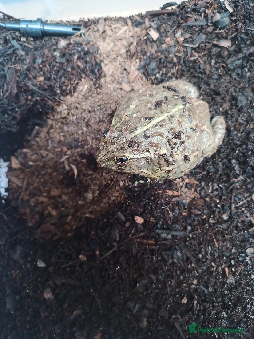 Frog reptiles for sale: Giant African Bull Frog Male in Birmingham - Advert 6