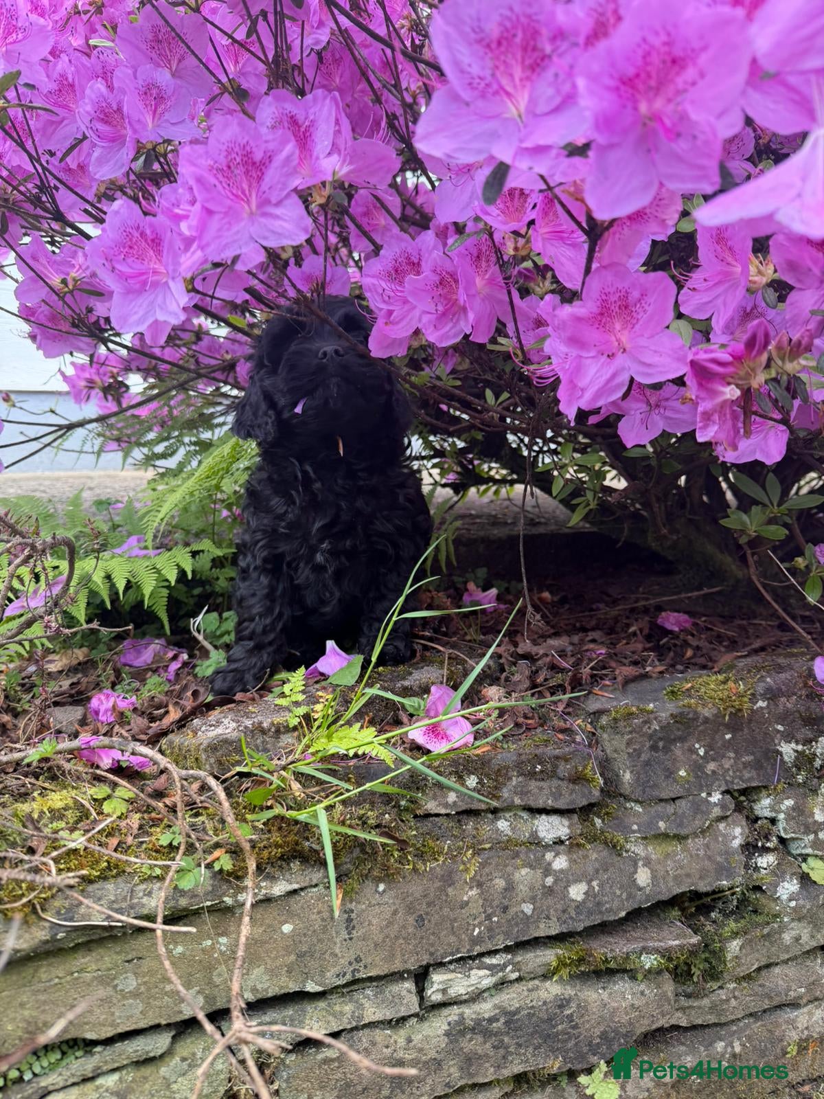 Cavapoo dogs F1B Cavapoo puppies 🐶 - Advert 2