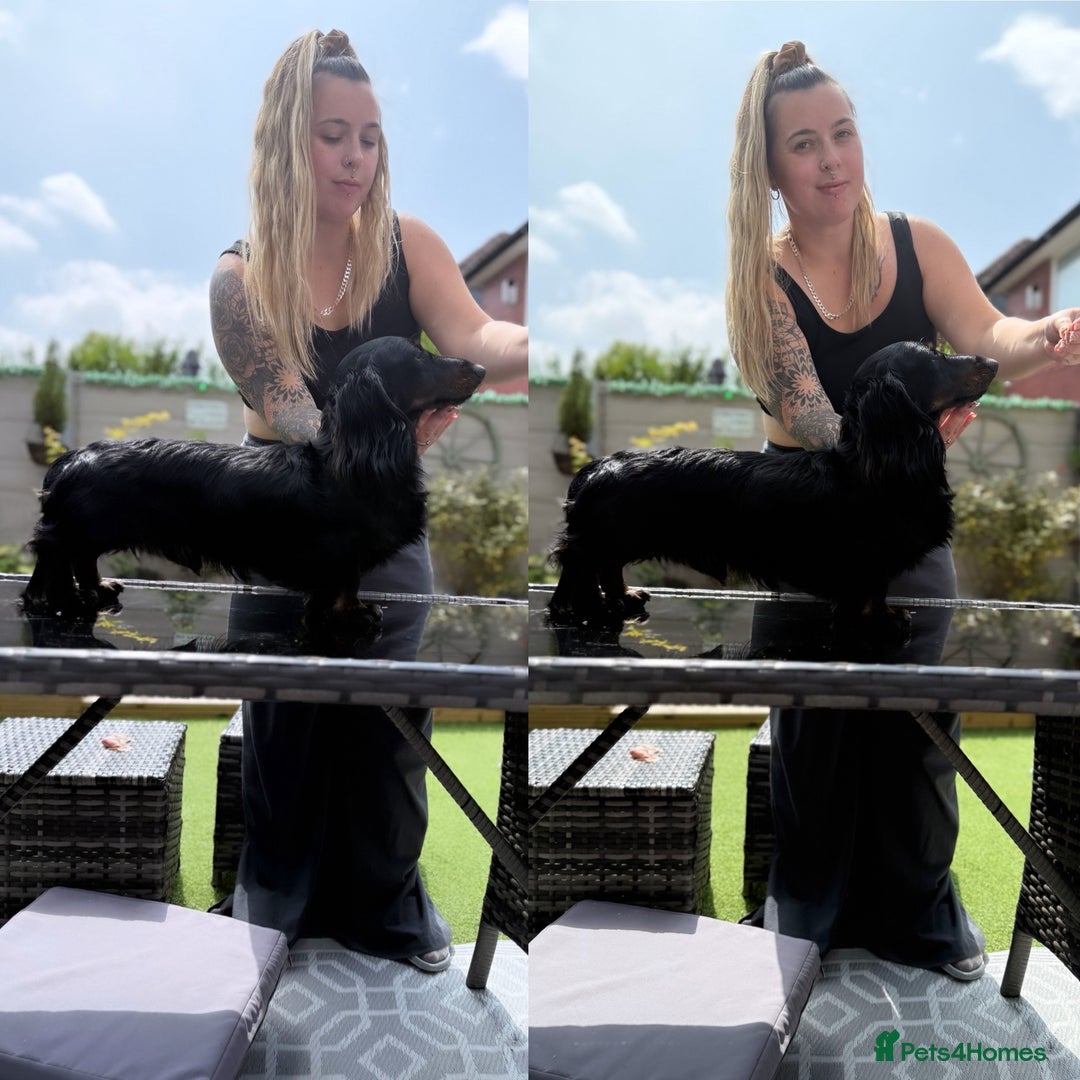 Miniature Dachshund dogs for stud: Black and Tan brindle - Miniature longhair STUD in Manchester - Advert 3