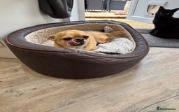 Chihuahua dogs for sale: Chihuahua  - Image 9