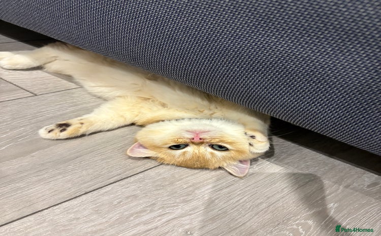British Shorthair cats - Advert 4