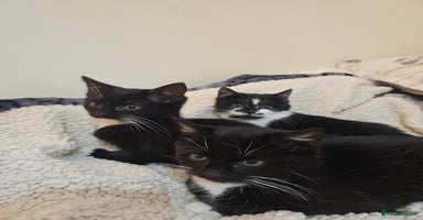 Mixed Breed cats Friendly kittens different ages - ready now - Advert 5