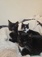 Mixed Breed cats Friendly kittens different ages - ready now - Advert 5