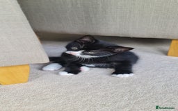 Domestic Shorthair cats for sale: Why nobody wants us? 😞😿 - Image 12