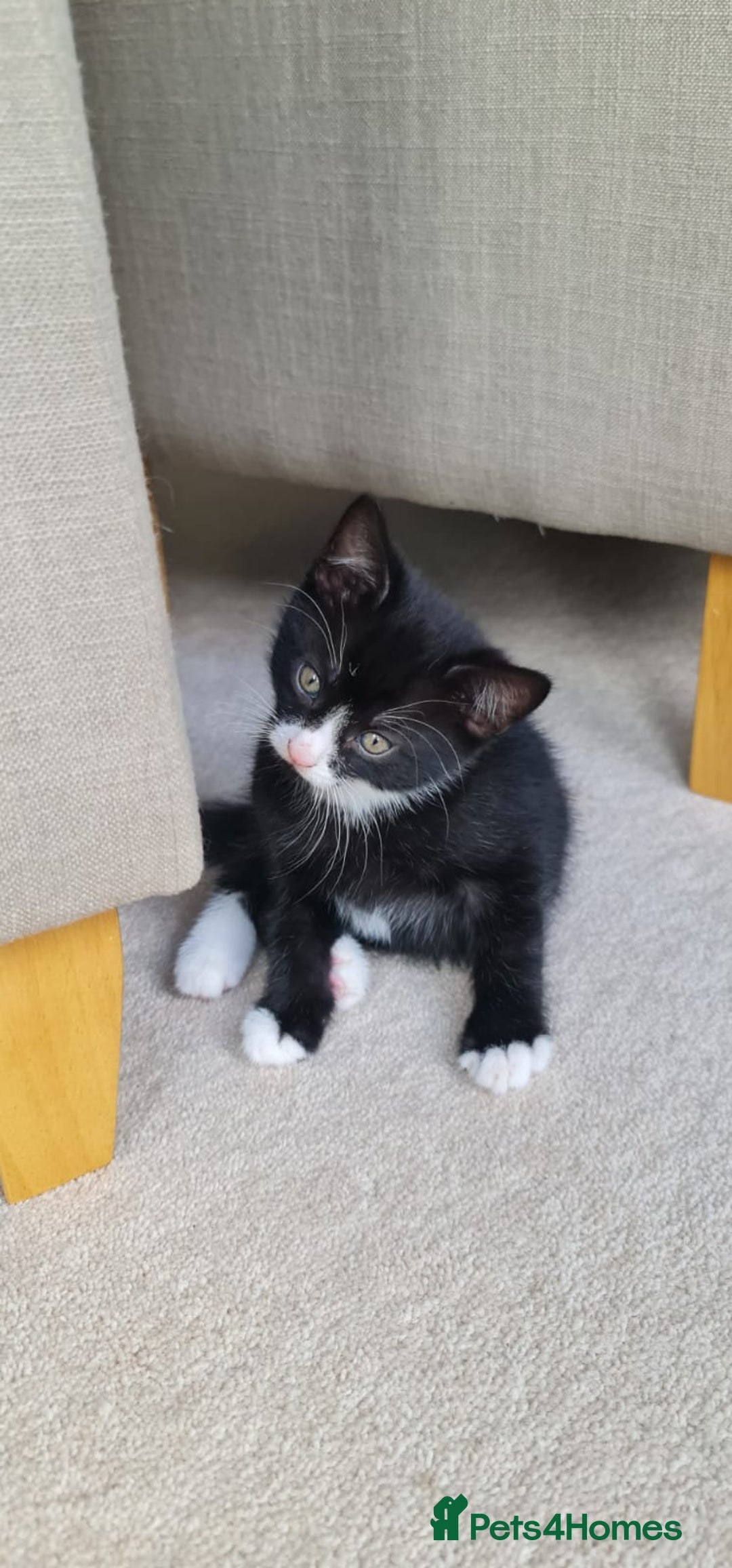 Domestic Shorthair cats for sale: Why nobody wants us? 😞😿 - Image 12