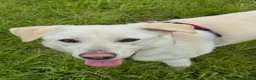 Mixed Breed dogs for adoption: Bobby – Labrador Retriever Mix - Advert 2