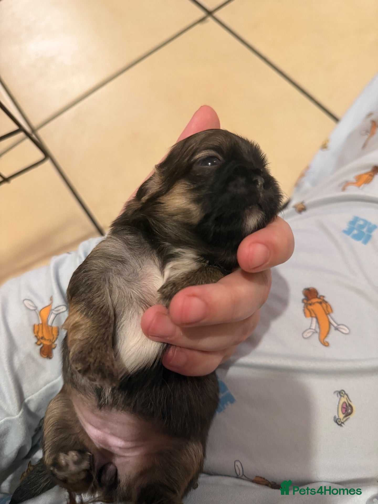 Pekingese dogs Pure Pekingese Puppies  - Advert 9