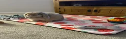 Mini Lop rabbits for sale: Barney  in Stockton-on-Tees - Advert 3