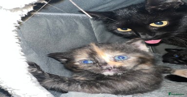 Mixed Breed cats - Advert 6