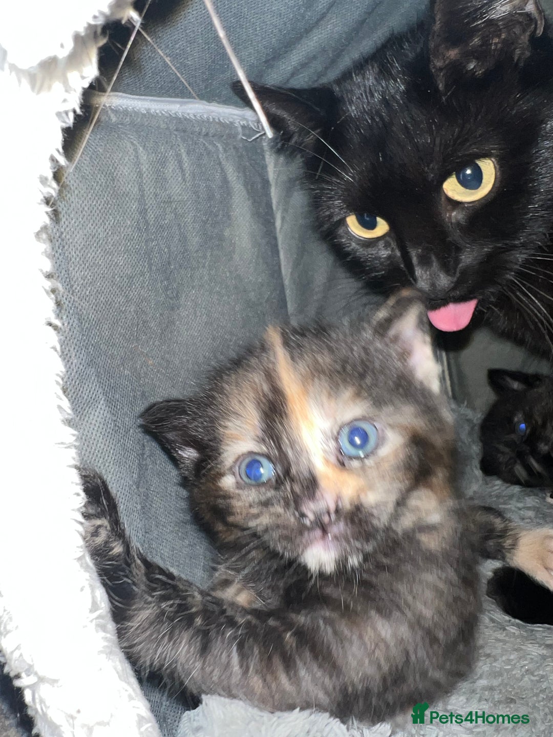 Mixed Breed cats for sale: Stunning tortoise shell kittens 9 weeks - Image 3