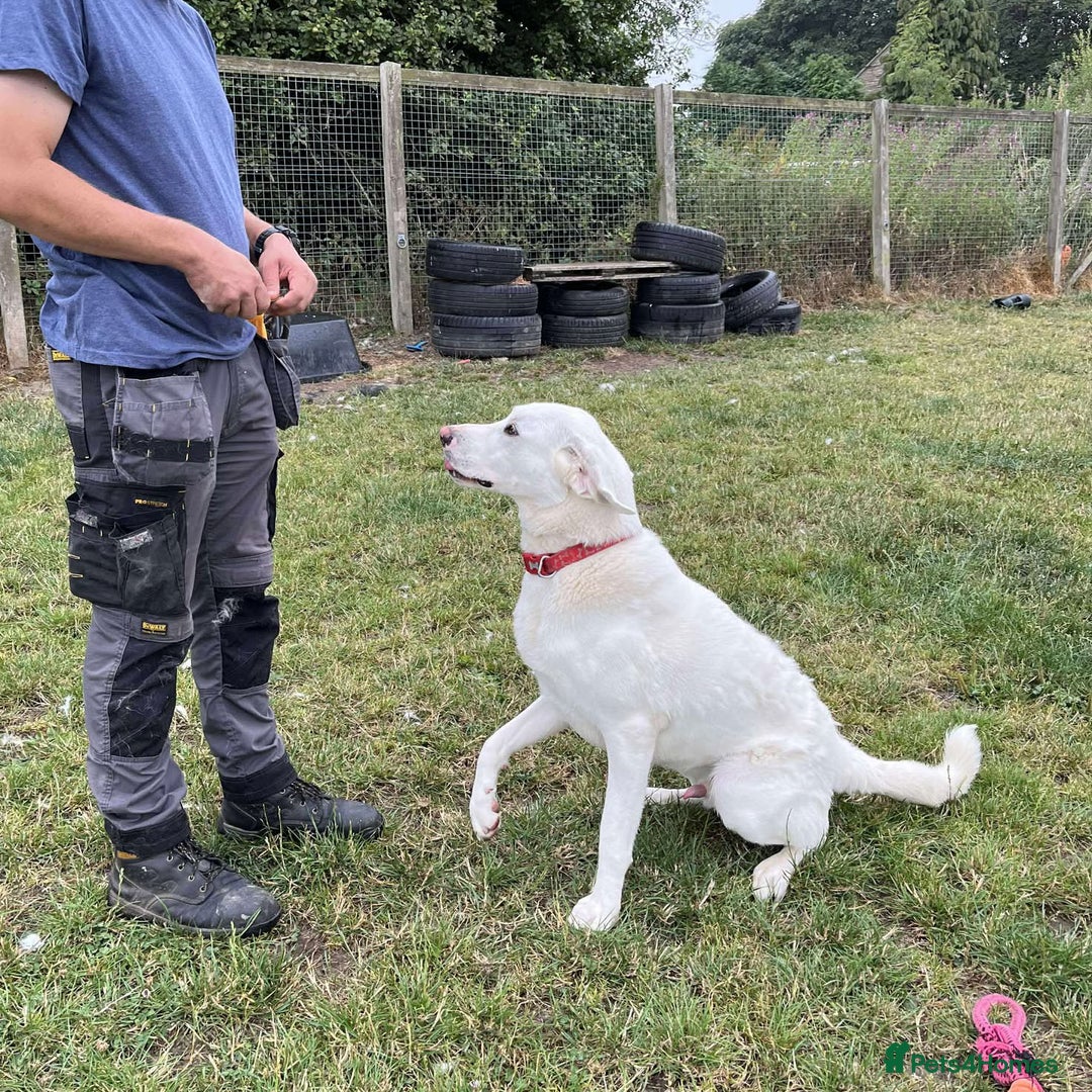 Mixed Breed dogs for adoption: DOUGIE - Like a Large Labrador - Image 10