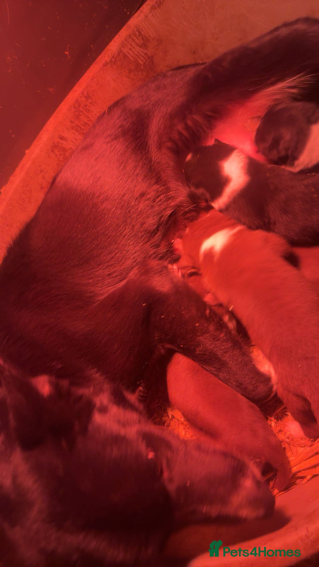 Border Collie dogs for sale: 3 Beautiful Collie Pups 🐶  - Advert 2