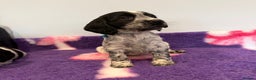 Cocker Spaniel dogs for sale: Stunning cocker spaniel pups  - Advert 4