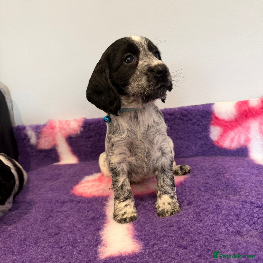 Cocker Spaniel dogs for sale: Stunning cocker spaniel pups  - Advert 4