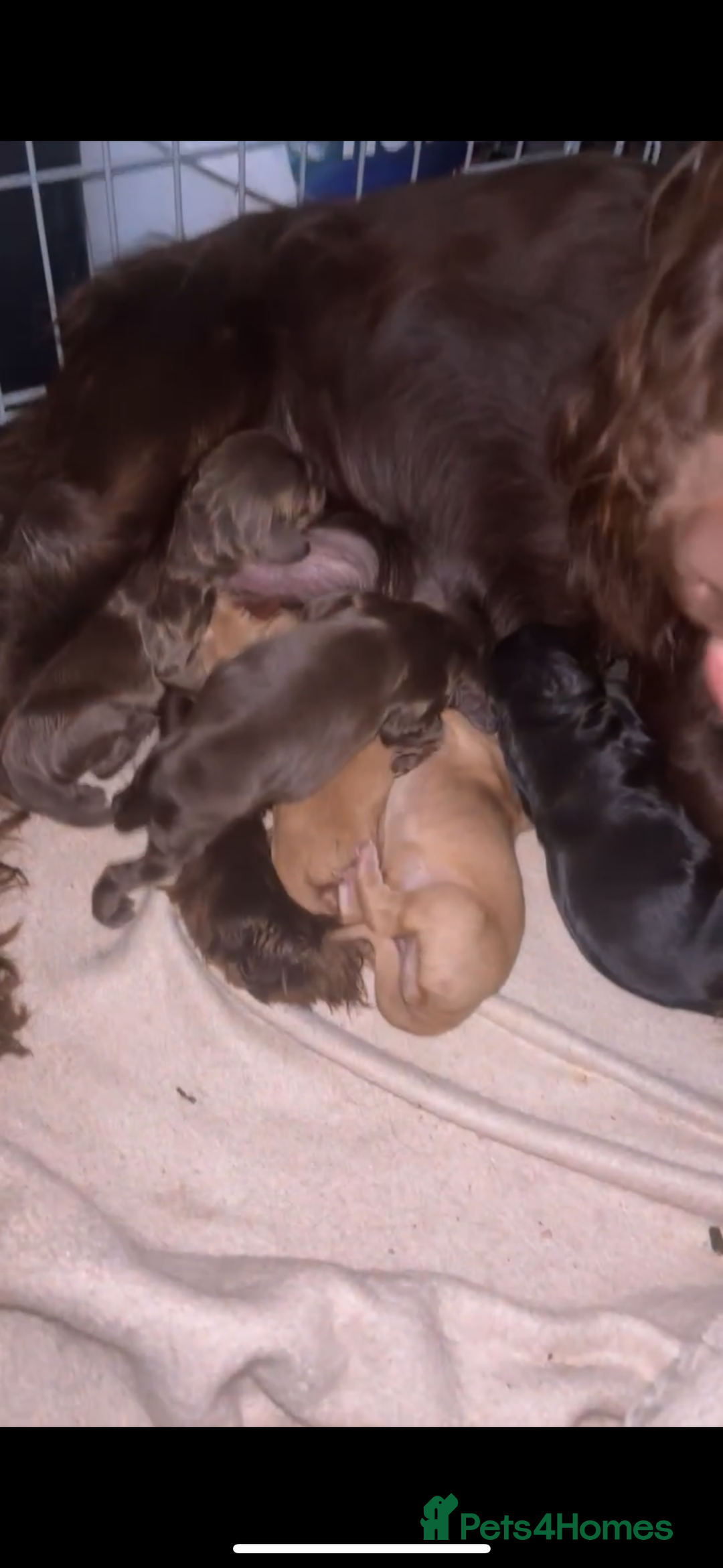 Cocker Spaniel dogs for sale: My 3 beautiful puppies  - Image 11