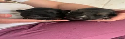 German Shepherd dogs for sale: Quality Straight Backed German Shepherd Puppies - Advert 7