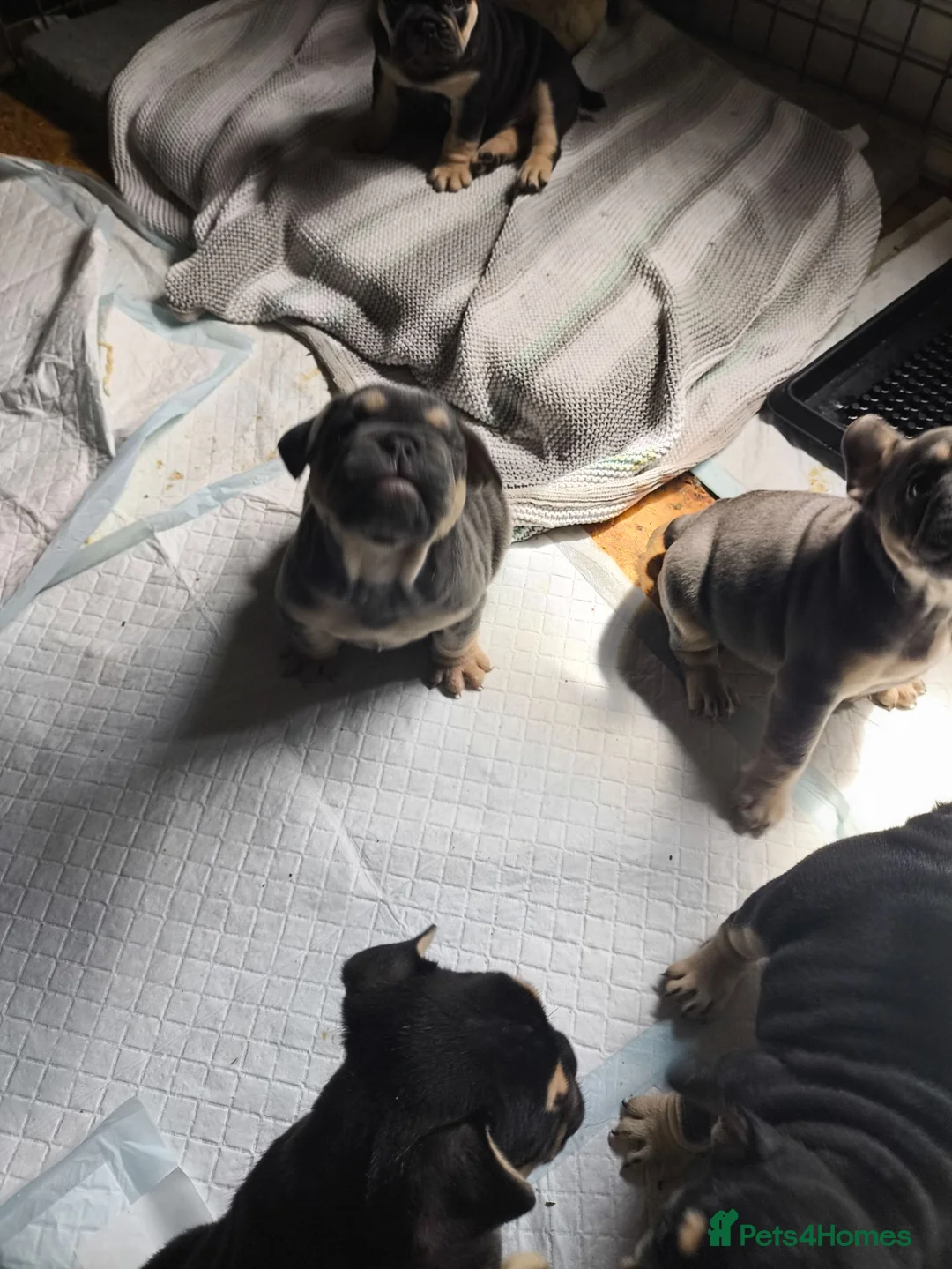 Mixed Breed dogs for sale: French bulldog x English bulldog  in Malton - Advert 2