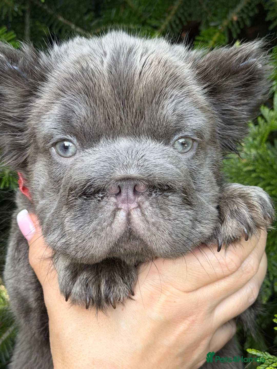 French Bulldog dogs for sale: French Bulldogs - Advert 2