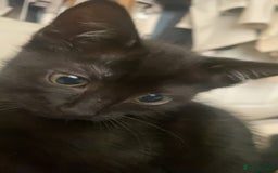 Mixed Breed dogs for sale: kitten - Image 4