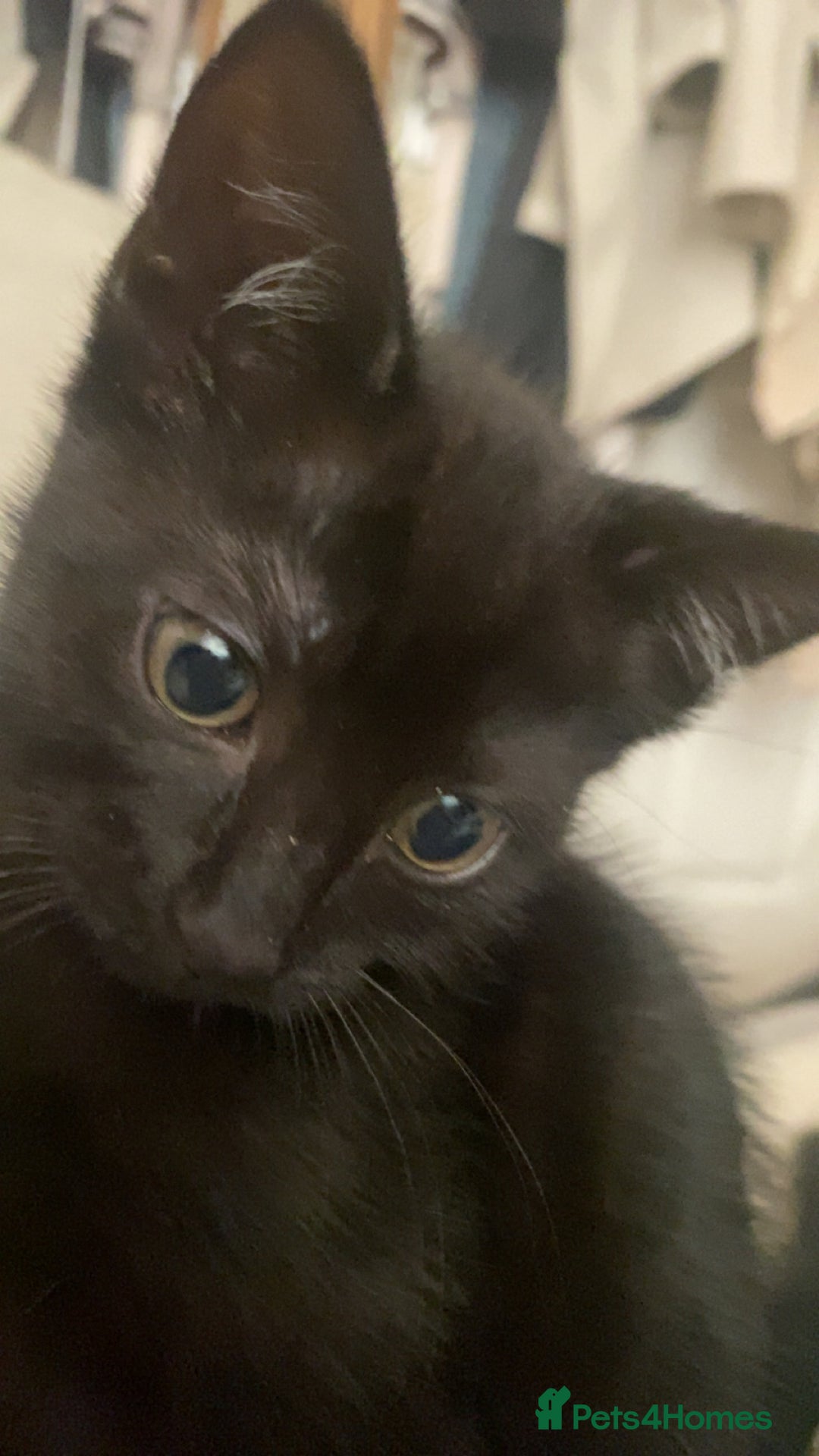 Mixed Breed dogs for sale: kitten - Image 4