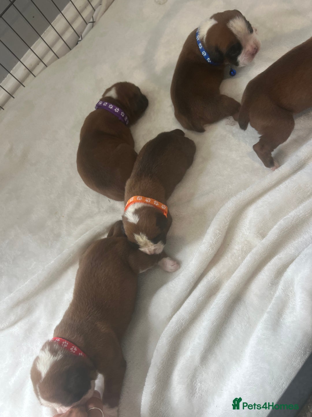 Boxer dogs for sale: Stunning Kc Boxer Puppies - Image 20