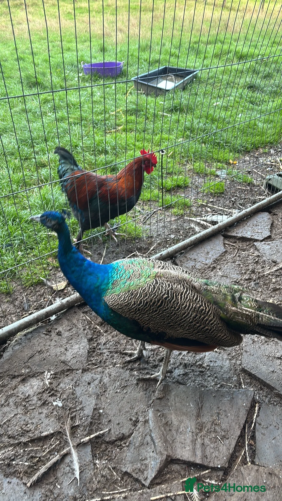 Peafowl poultry for sale: Male Indian Blue Peacock - Advert 1