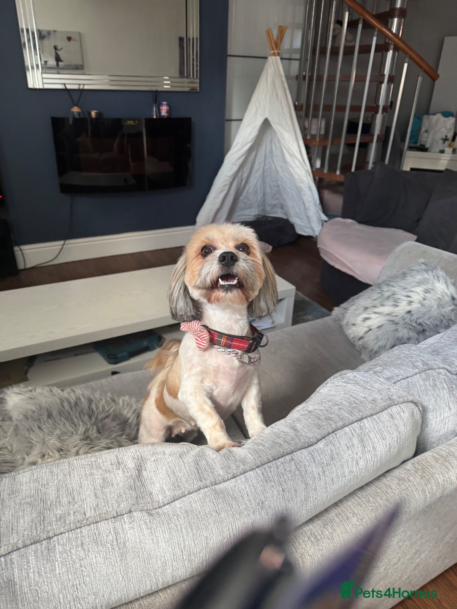 Malshi dogs 4 beautiful malshi girls for sale - Advert 4