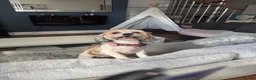 Malshi dogs for sale: 4 beautiful malshi girls for sale in Manchester - Advert 1