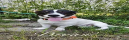 Mixed Breed dogs for adoption: Bryan, 1 yr approx. Available for adoption. in Brixham - Advert 4