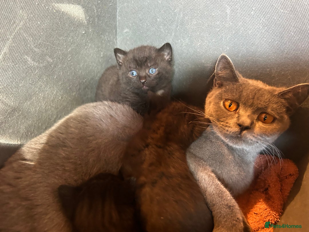 British Shorthair cats for sale: Beautiful male - Image 2