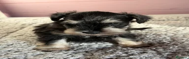 Miniature Schnauzer 1