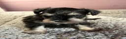 Miniature Schnauzer dogs for sale: Last black and silver girl  - Advert 2