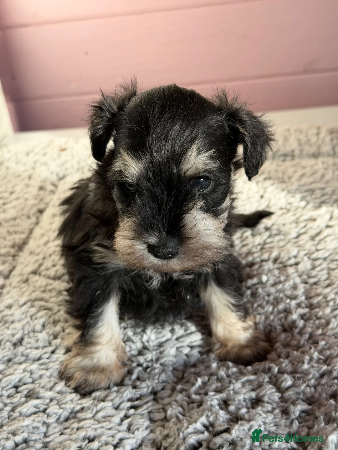 Miniature Schnauzer dogs for sale: Last black and silver girl  - Advert 2