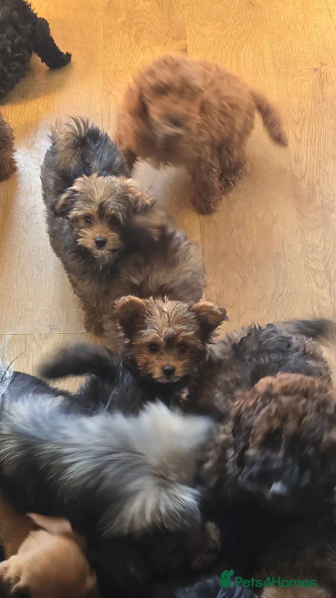 Pomapoo dogs for sale: POCKET SIZED POMAPOOS ~ READY NOW - Image 10
