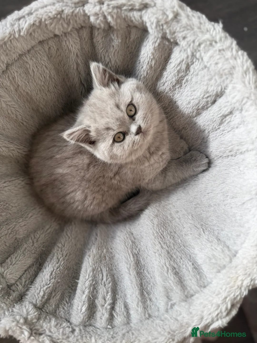 British Shorthair cats for sale: 2 British shorhair girls available  - Advert 19