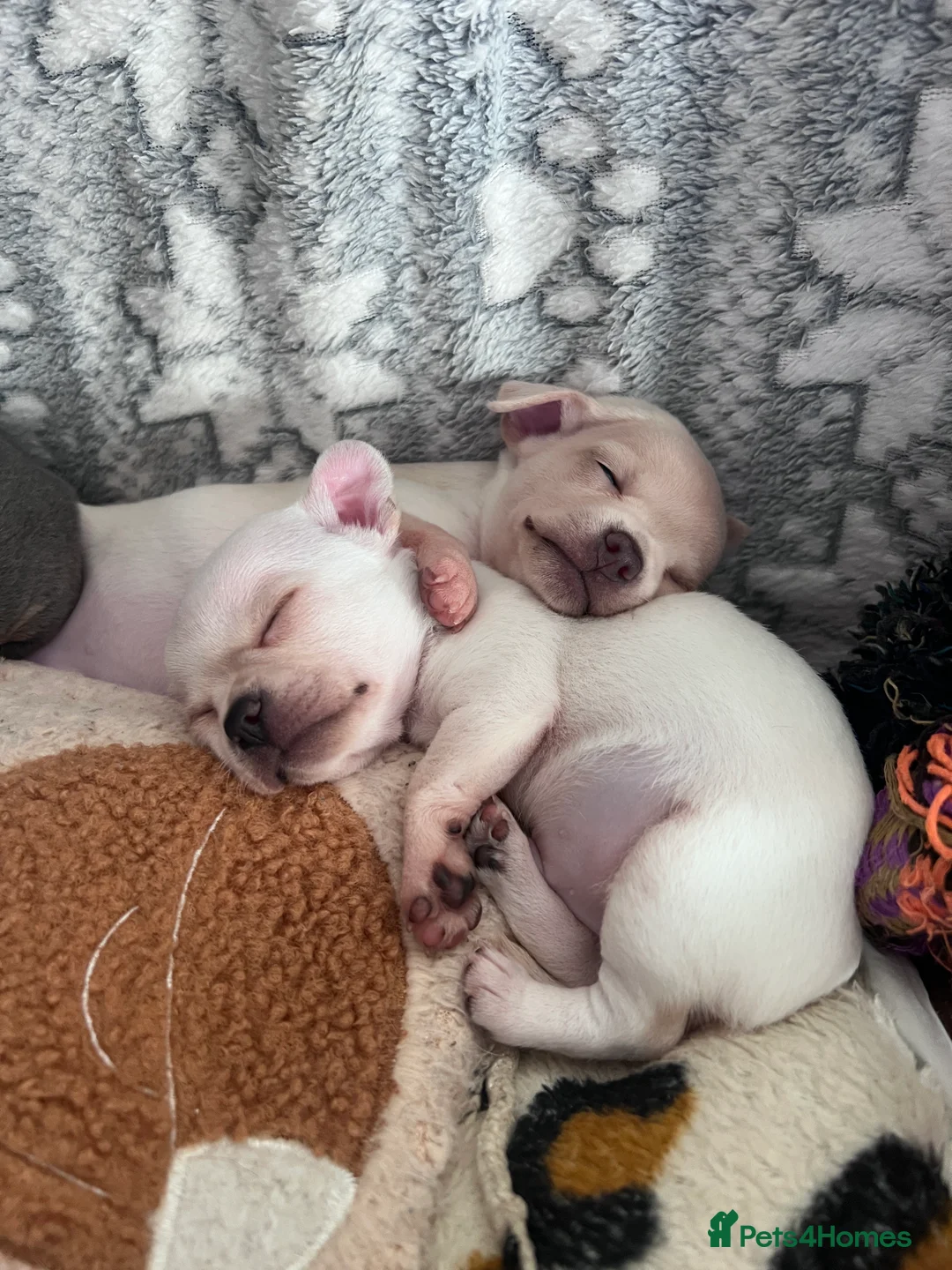 Chihuahua dogs for sale: Short coat chihuahuas available 🐾💓🐶 - Advert 8