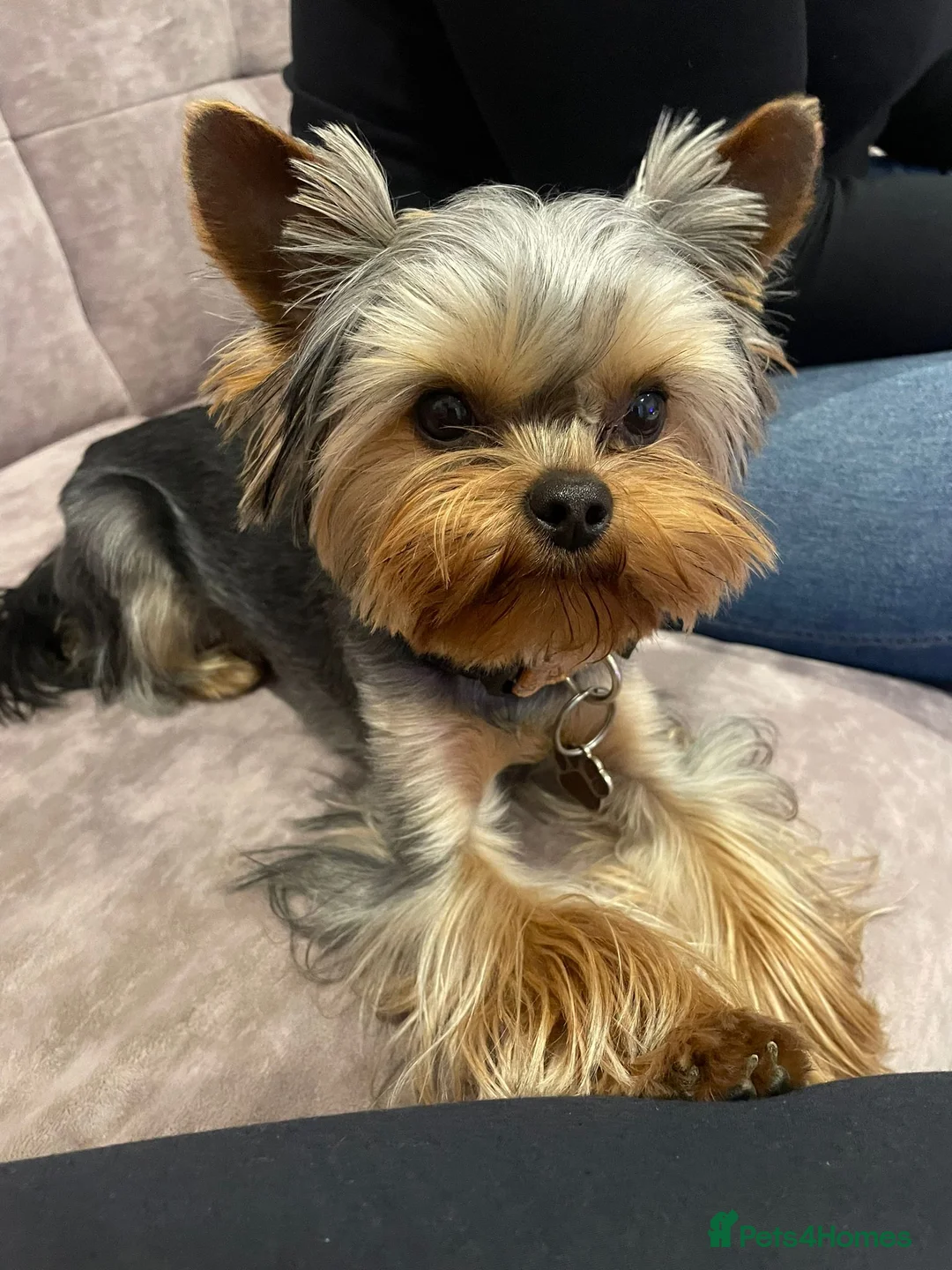 Yorkshire Terrier dogs for stud: Miniature Yorkshire Terrier Dog for Stud £200 in Mitcham - Advert 2