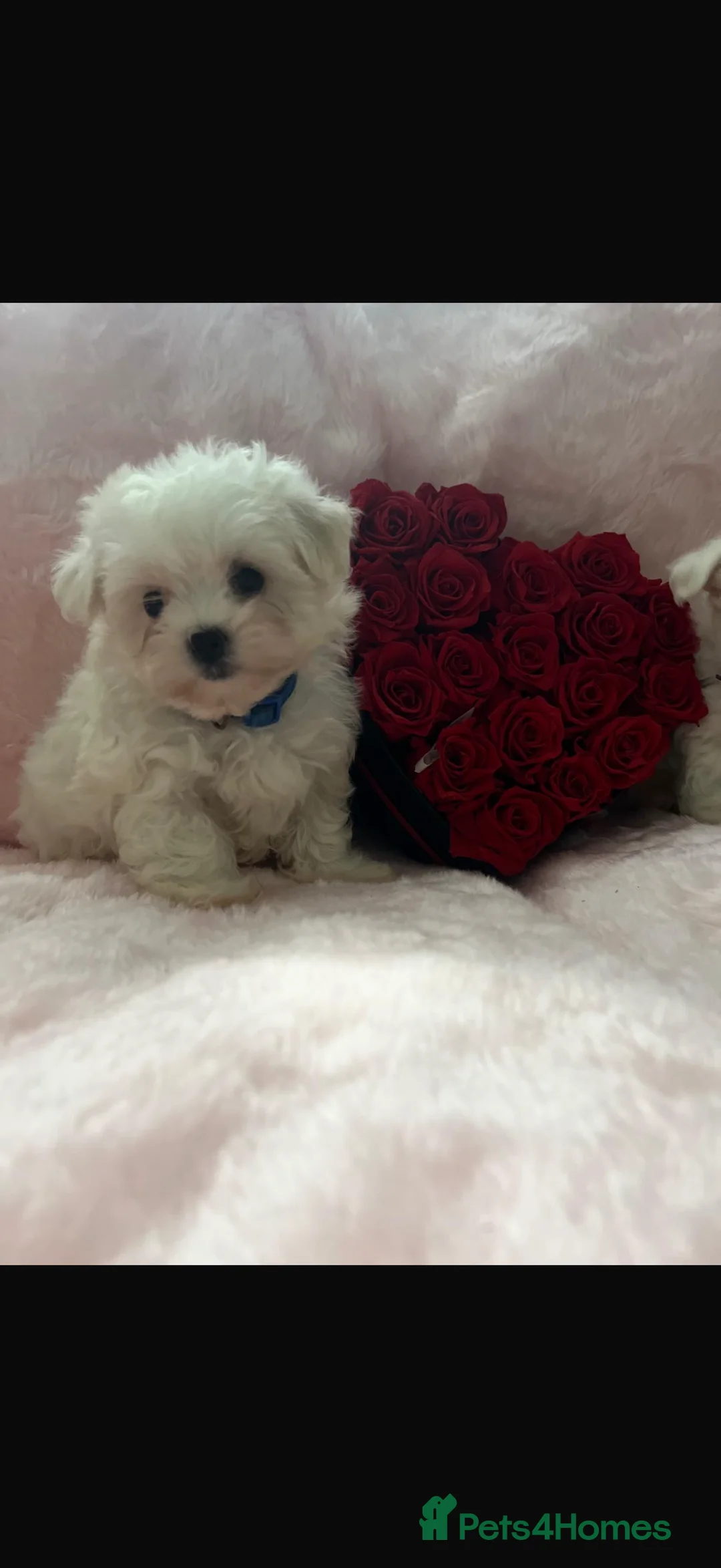 Maltese dogs for sale:  **  Maltese pups  - Advert 4