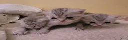 British Shorthair cats for sale: kittens looking for forever family  - Advert 14