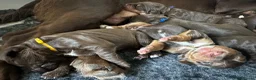 Cocker Spaniel dogs for sale: Chocolate and Tri Colour Working Cocker Spaniels - Advert 7