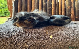 Mouse rodents for sale: Baby Guinea Pigs - Image 1