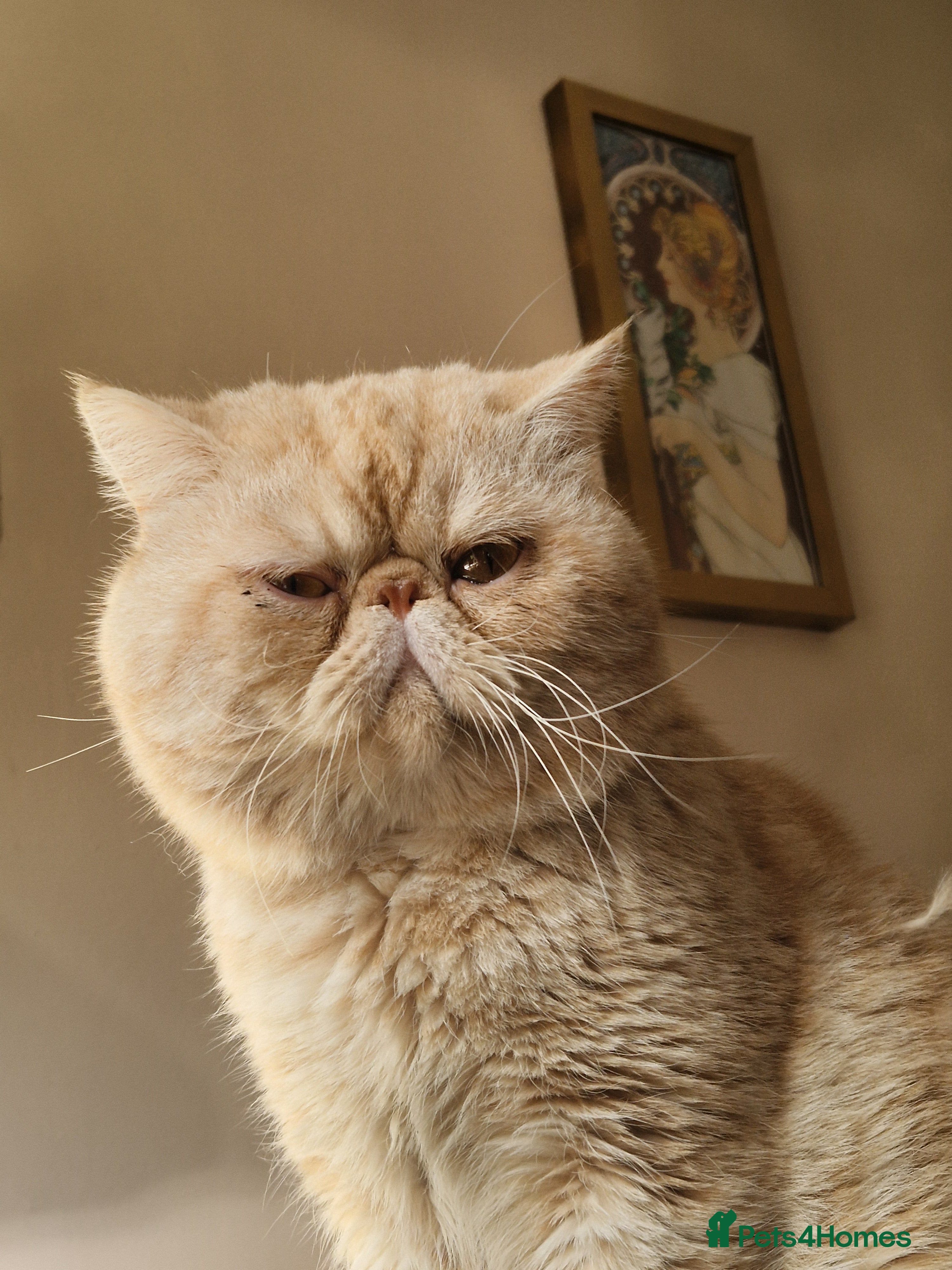 Exotic cats Lucius for stud  - Advert 7